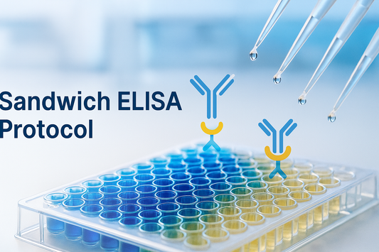 Sandwich ELISA Protocol — Capture & Detect for Sensitive Quantitation